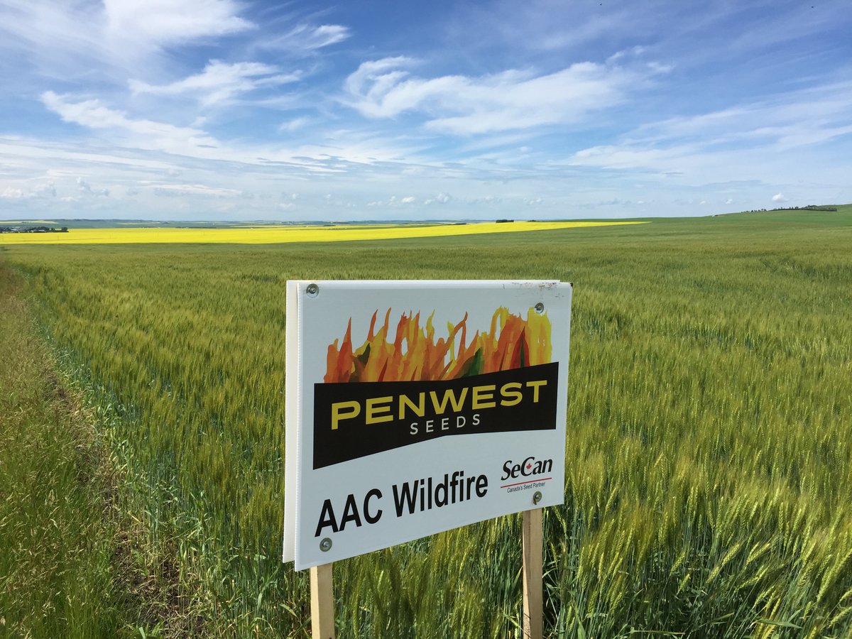 Pennwest Seeds has a good supply of Winter Wheat. It is time to book in your Winter wheat seed well supply last.  Give me a call 403-443-0158