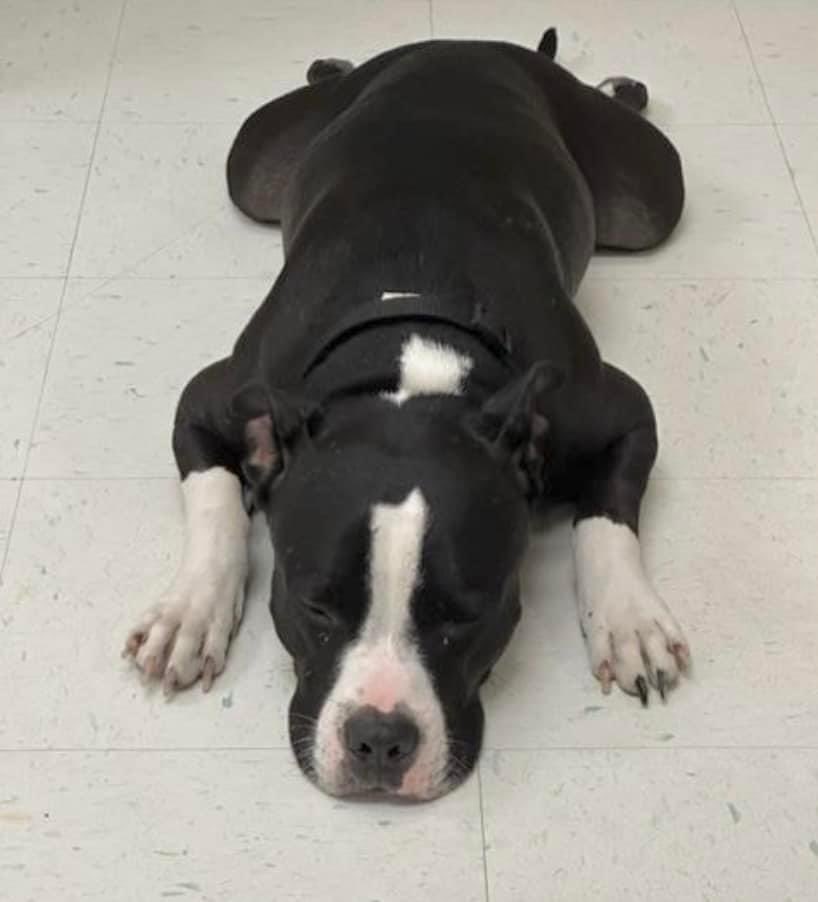 RoCoGB's tweet photo. 🆘SARGE Age 3
#A340758
🔥DIES 8/17🔥
In 2021 in QT at shelter
Must’ve been OWNED….!
Now this well mannered, smart boy is BACK😩
He’a Unloved & Unwanted💔
SARGE’s soul is broken
Plz #Pledge he feels so dejected
HEROES urgently needed 4 SARGE
CorpusChristi ACS TX https://t.co/YEUILp8LpJ