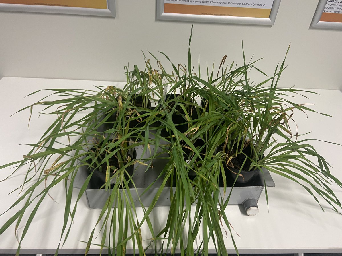 BreeAgeliki's tweet photo. There’s so much to talk about at The Centre for Crop Health @ILSE_UniSQ 
#netformnetblotch #rootlesionnematodes #powderymildew https://t.co/dUNTj1RBIR