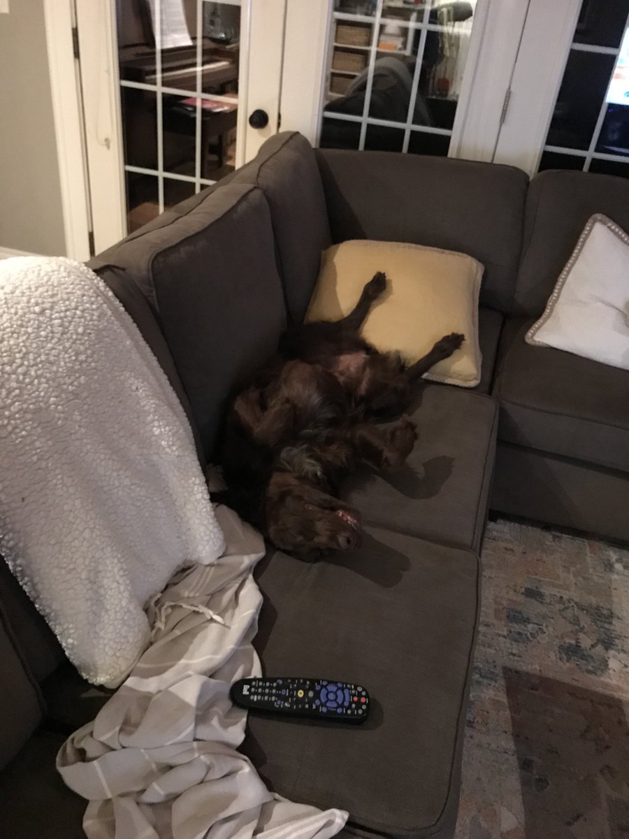 Is it normal for a dog to sleep like this?