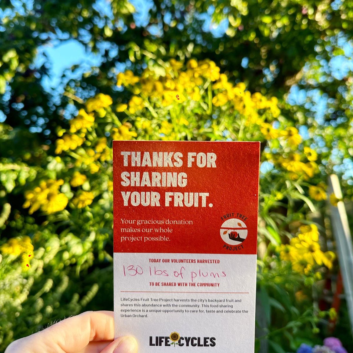 The wonderful Fruit Tree Project @LifeCyclesPrjct volunteers just picked 130 pounds of Italian plums off our tree, leaving us some to share with friends, but taking most to feed the community. 🥰🤗