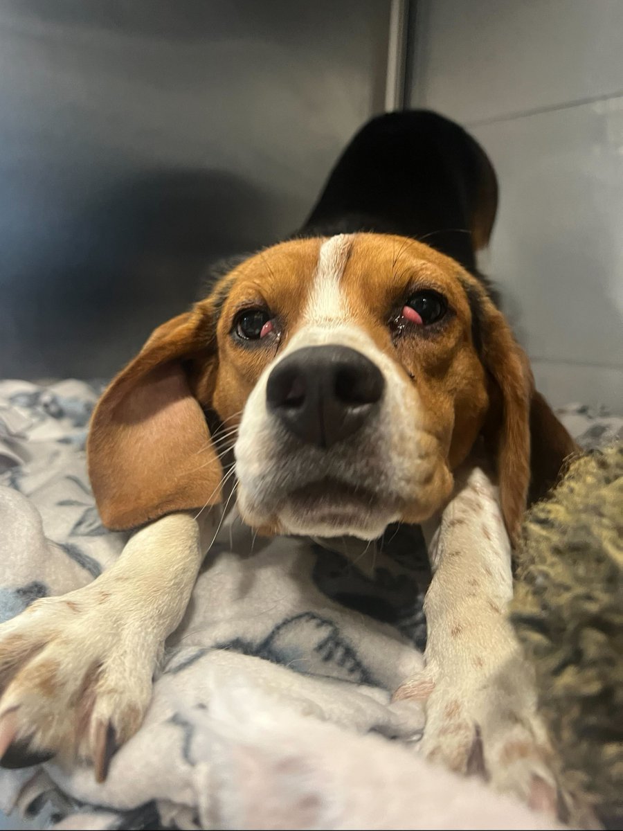 sfspca's tweet photo. Willa came to us as a medical transfer with cherry eyes, which can worsen if not treated. But thanks to our dedicated team, Willa received surgery just 3 days after arrival. And guess what? Her forever home found her just 3 days after that! 🏠❤️ #SFSPCAprograms 🐾 https://t.co/mpSgjaUMly