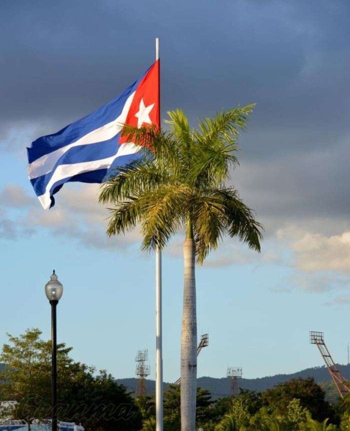 <a href="/Juancin62884213/">Juancin</a> <a href="/MryRodrguez4/">Mary Rodríguez 🇨🇺</a> <a href="/DeZurdaTeam_/">DeZurdaTeam 📳</a> <a href="/dacosta_jani/">Dacosta_jani</a> <a href="/PatriaAmada16/">Patria Amada</a> <a href="/AlexiaCO79/">Alexia Cervantes</a> <a href="/frankpavon1972/">Frank Pavón Carbonell</a> <a href="/FrankLPortal/">FrankLamadrid🇨🇺</a> <a href="/Frank16726439/">Frank Enrique 🇨🇺</a> <a href="/alexaplomo79/">Antonella</a> <a href="/AlexaMargRevo/">༒ ❦𝓐𝓵𝓮𝔁𝓪𝓷𝓭𝓻𝓪❦ ༒ᵒᶠᶠᶤᶜᶤᵃˡ</a> <a href="/LiaPGuerrero/">LiaP Guerrero 🇨🇺🚩😷</a> Nuestra Palma Real y la Bandera de la estrella solitaria. Belleza de símbolos patrios. #Cuba 🇨🇺
#DeZurdaTeam