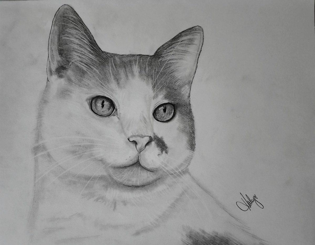 HaleyKitty94's tweet photo. Rest in peace my baby boy. You were the bestest cat in the world. I love and miss you 🖤 I haven't drawn in a long time but I'm glad I was able to replicate one of my favorite pictures of you 🕊 https://t.co/ZfjG1JWyrl