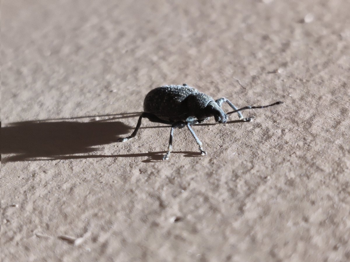 smellygoblins's tweet photo. @CGardne05759171 hello friend I left this app for a while due to so much negativity on here but have been thinking about how youre doing. Hope all is well. 

Here is a weevil i found last week https://t.co/CwOXWqCdpD