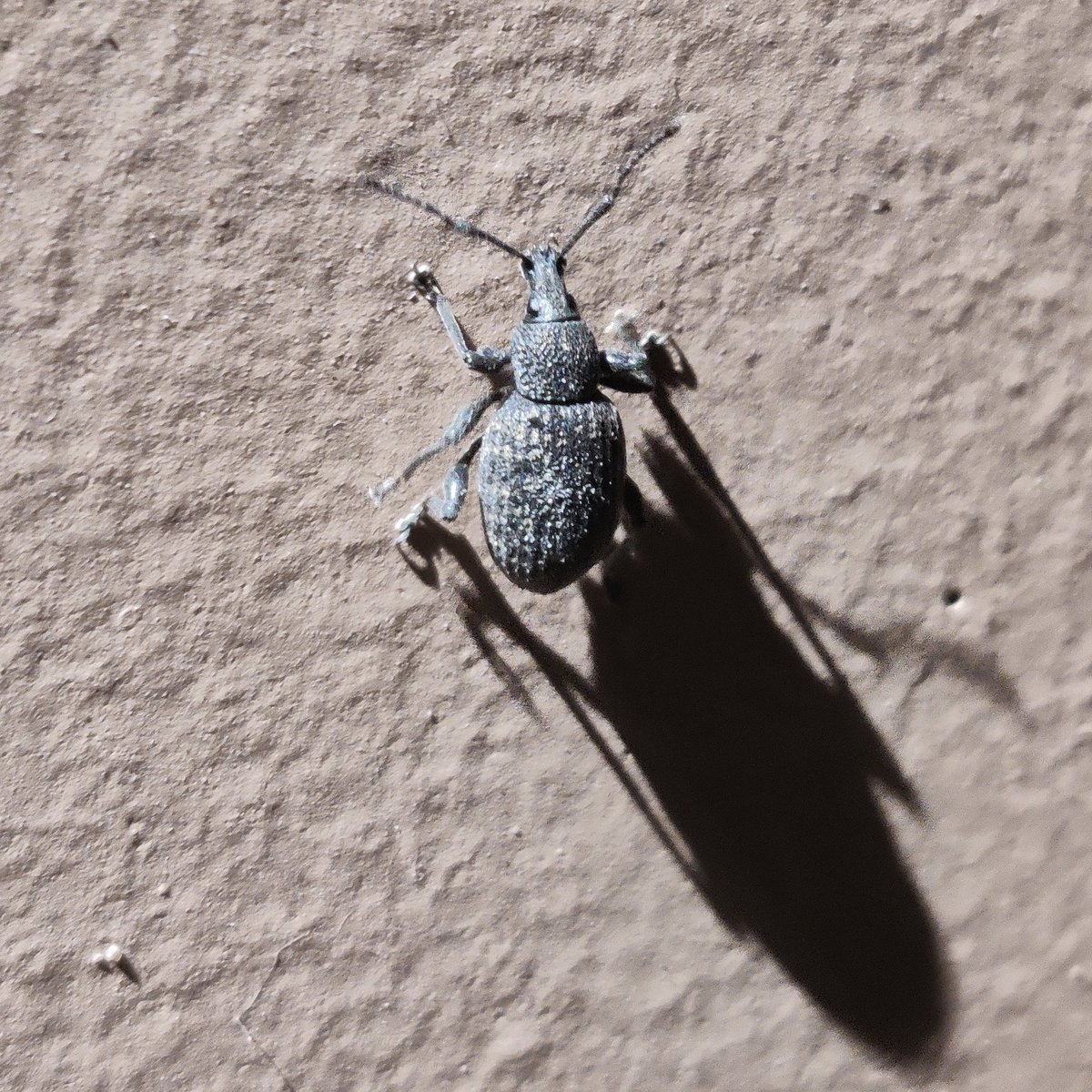 smellygoblins's tweet photo. @CGardne05759171 hello friend I left this app for a while due to so much negativity on here but have been thinking about how youre doing. Hope all is well. 

Here is a weevil i found last week https://t.co/CwOXWqCdpD