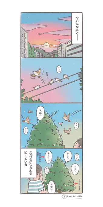 スズメ達が寝場所にしている木に帰って1日の報告会をする様子を見るの好き
(今日は文鳥出番なし)
#文鳥 
#4コマ漫画 

*過去作ダウンロードできます!(固定ツイート参照) 