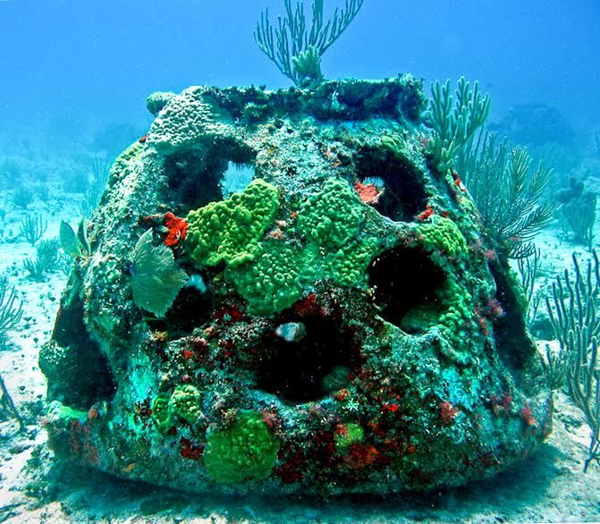 I NEED THIS. This is the only way to go. You can become a coral reef after you die... Eternal Reefs is a company that mixes your ashes with concrete and places them on the ocean floor to create artificial reefs. and only for 5000 bucks!