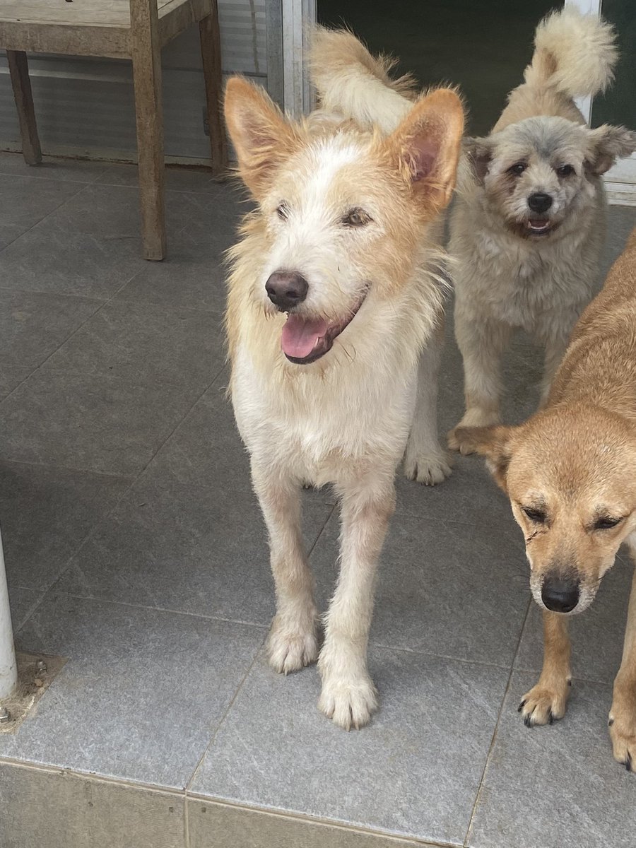 imboO5II's tweet image. 이름 : 록키
성별 : 남아 (중성화 완료)
나이 : 8개월
접종 : 파보코로나, 종합백신 4차, 홍역, 광견병
몸무게 : 15kg 추정

어미와 함께 새끼 시절 구조되었고 다행히 입양을 갔었습니다. 하지만 록키가 점점 커진다는 이유로 파양... 결국 다시 보호소로 들어왔습니다.