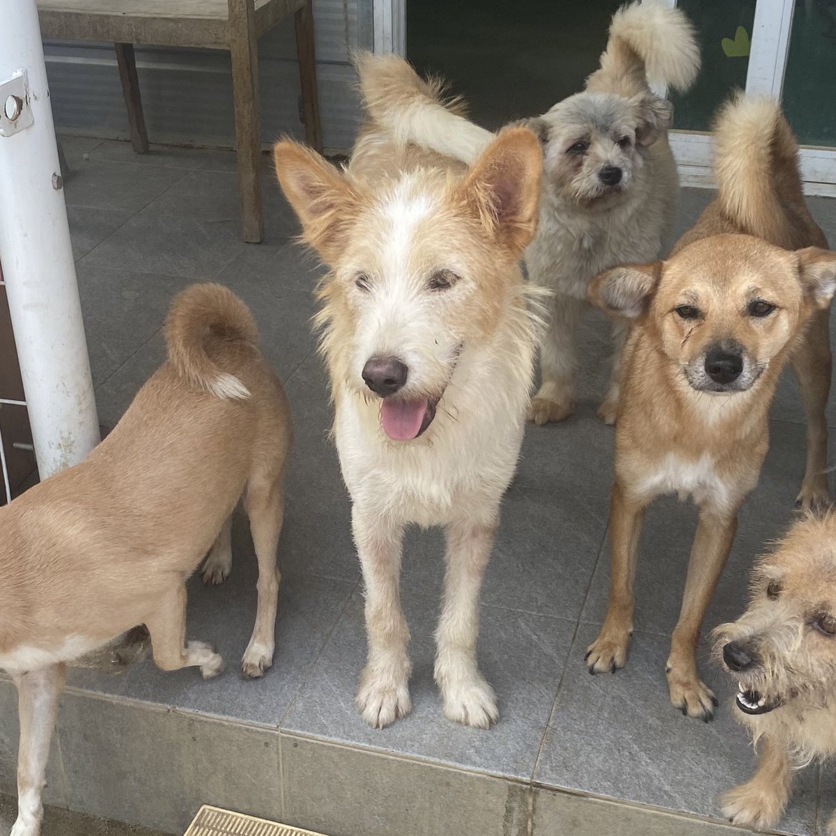 imboO5II's tweet image. 이름 : 록키
성별 : 남아 (중성화 완료)
나이 : 8개월
접종 : 파보코로나, 종합백신 4차, 홍역, 광견병
몸무게 : 15kg 추정

어미와 함께 새끼 시절 구조되었고 다행히 입양을 갔었습니다. 하지만 록키가 점점 커진다는 이유로 파양... 결국 다시 보호소로 들어왔습니다.