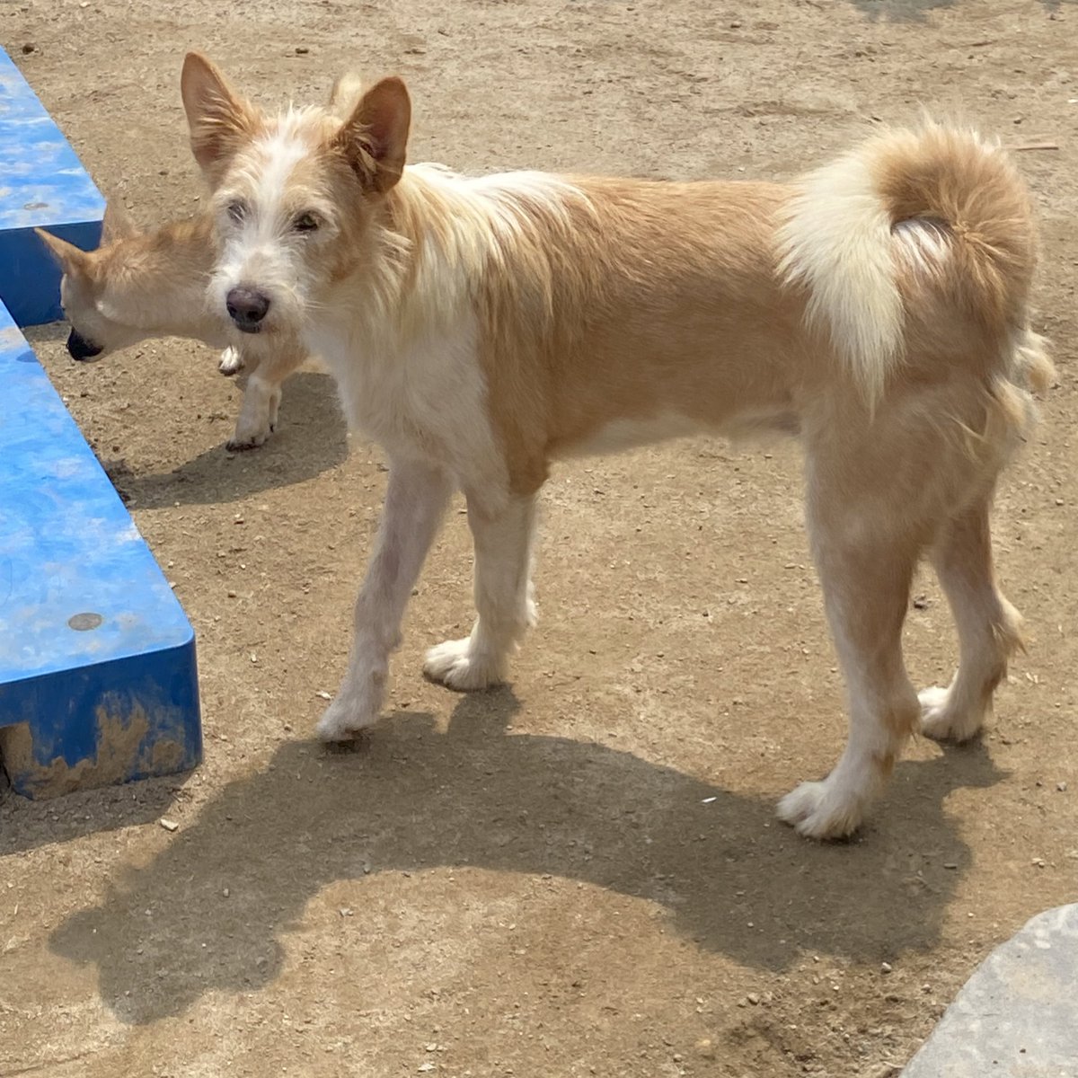 imboO5II's tweet image. 이름 : 록키
성별 : 남아 (중성화 완료)
나이 : 8개월
접종 : 파보코로나, 종합백신 4차, 홍역, 광견병
몸무게 : 15kg 추정

어미와 함께 새끼 시절 구조되었고 다행히 입양을 갔었습니다. 하지만 록키가 점점 커진다는 이유로 파양... 결국 다시 보호소로 들어왔습니다.