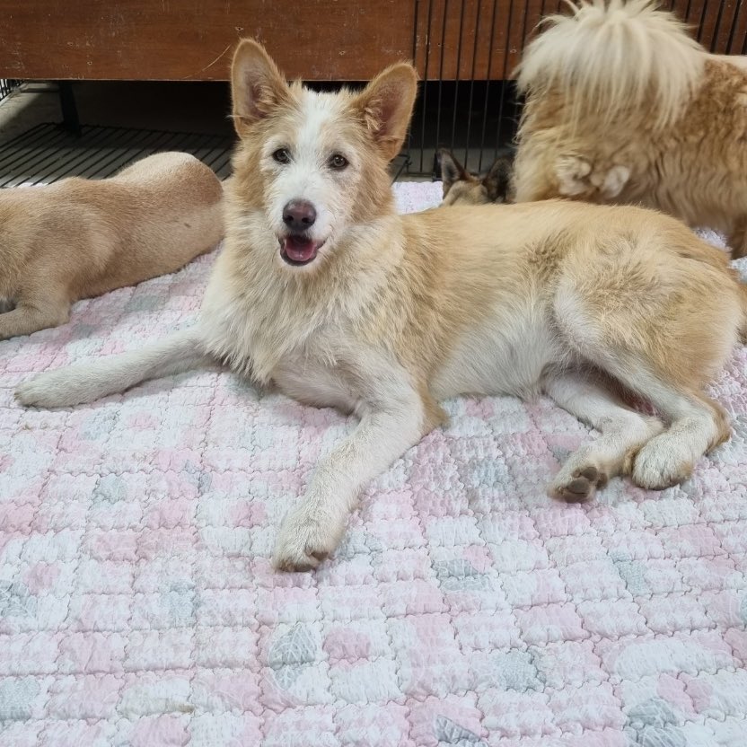 imboO5II's tweet image. 이름 : 록키
성별 : 남아 (중성화 완료)
나이 : 8개월
접종 : 파보코로나, 종합백신 4차, 홍역, 광견병
몸무게 : 15kg 추정

어미와 함께 새끼 시절 구조되었고 다행히 입양을 갔었습니다. 하지만 록키가 점점 커진다는 이유로 파양... 결국 다시 보호소로 들어왔습니다.