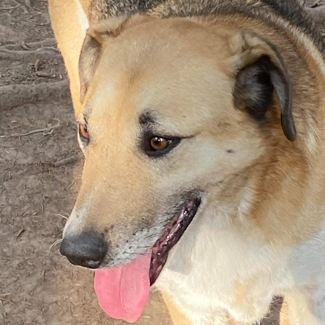 SavingStraysUK's tweet photo. INTRODUCING LAWRENCE ๐ฉต๐ฉต
Meet our handsome lad LAWRENCE who was rescued as part of the #FreedomFive
His vet care and food was sponsored by one amazing lady and soon he will be making his way to the next stage of his journey. https://t.co/PTtKblGQfg