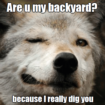 trinzu's tweet photo. #OnlyWolves ๐บโค๏ธ https://t.co/6SMUZpcwjn