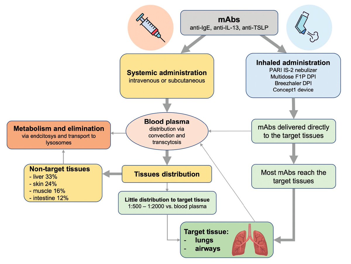 Inhaled monoclonal antibodies for asthma and COPD? A potentially attractive approach with rapid onset of action, greater efficacy at lower doses and minimal systemic exposure. However, no RCTs to demonstrate clinical efficacy yet. doi.org/10.1080/174252…
