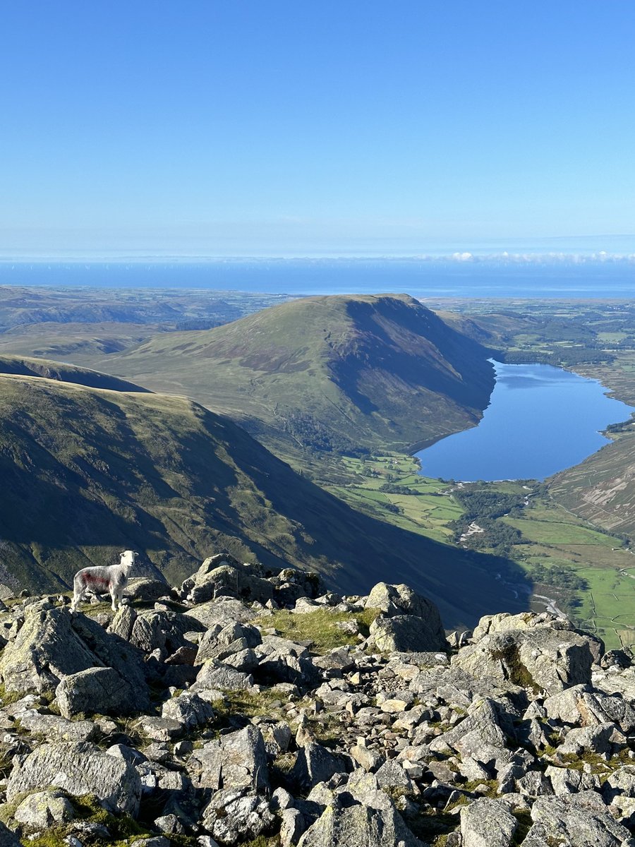 SThorpeLong's tweet photo. A herdwick sheep on Great Gable ⁦@keswickbootco⁩ #thelakes #lakeland https://t.co/eRfI3T3bmU