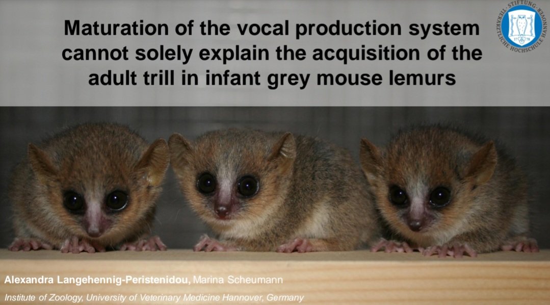 If you want to know more about the vocal development of grey mouse lemurs, don't miss my talk today on 16.20 in Lecture Hall 7! See you there 🐒 #behaviour2023 <a href="/2023Behaviour/">Behaviour 2023</a>