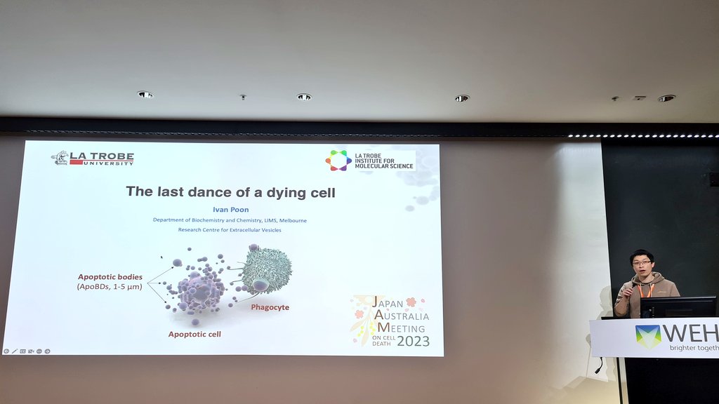 Next up was A/Prof Ivan Poon <a href="/LabACDC/">ACDC Lab</a>, demonstrating how apoptotic bodies are not just "the last dance of a dying cell", but can communicate &amp; transmit material to neighbouring cells! 🔬
<a href="/LIMSLTU/">La Trobe Institute for Molecular Science</a> #JAM2023