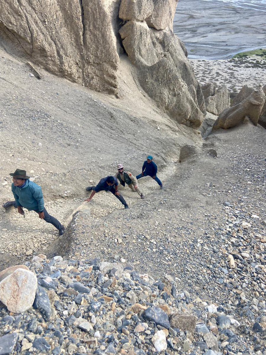 DIPR_Leh's tweet photo. Upon receiving an SOS call about a tragic incident involving large no of livestock falling from a cliff near Pang on the Leh-Manali highway, the District Administration Leh in collaboration with UTDRF &amp; assistance from BRO Himank, swiftly initiated a rescue mission. 

@LAHDC_LEH https://t.co/eGtJ2JyX9b