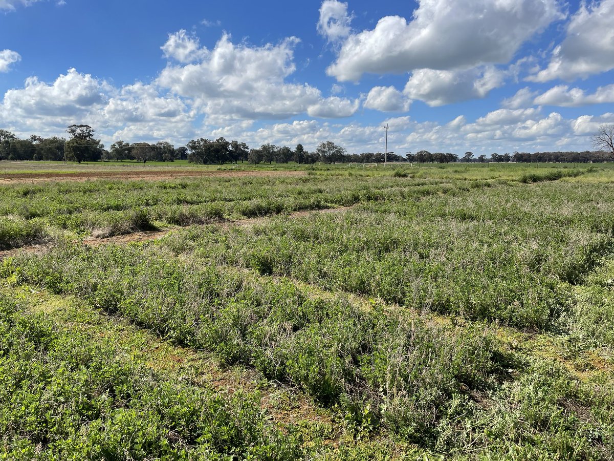 Pasture trial site at Temora has been going crazy with the last few weeks of sunshine. Pasture cuts done today but should’ve been done earlier. I’ll be doing a walk through at the <a href="/Farm_Link/">FarmLink Research</a> Open Day for anyone one whose keen for look. 8th Sep.  #FutureDroughtFund <a href="/SouthernNSWHub/">Southern NSW Innovation Hub</a>