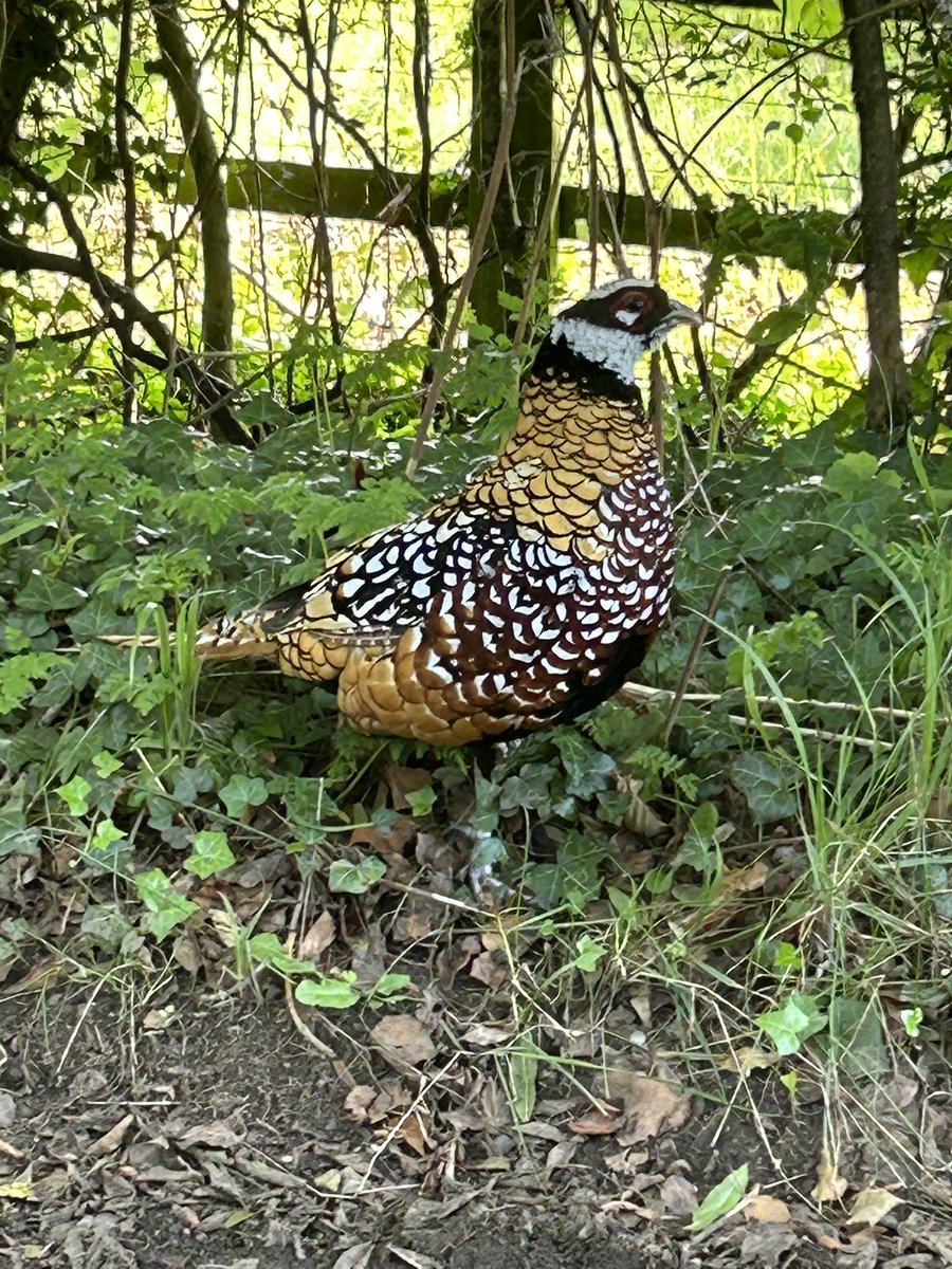 Everything Electric tweet media