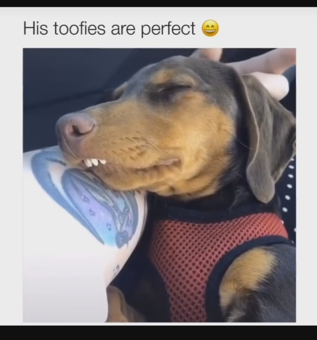 FlamingoRonny's tweet photo. Toofies 😍😂
#webfind https://t.co/lOWxnc1poh