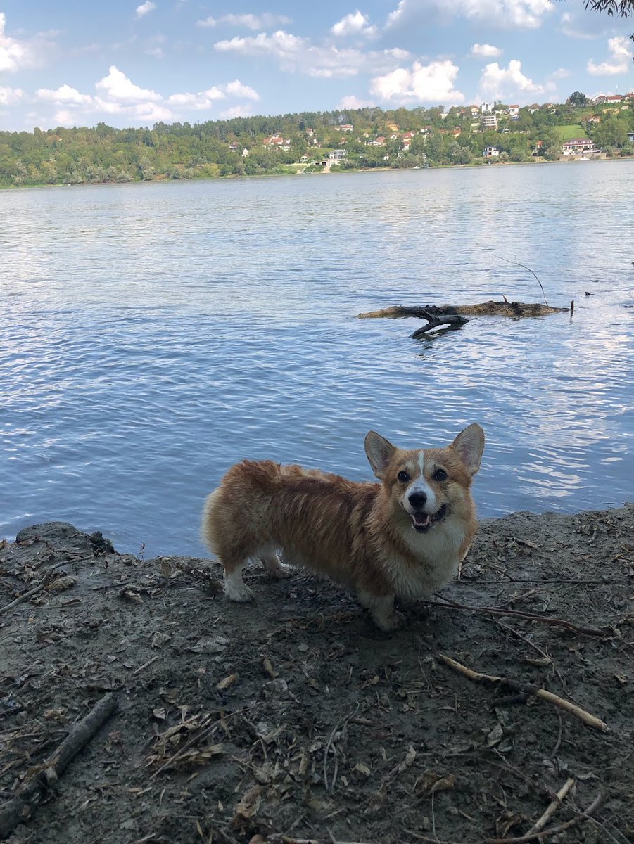 Dunav ☺️
#CorgiCrew #Corgi #corgilovers #dunav #novisad