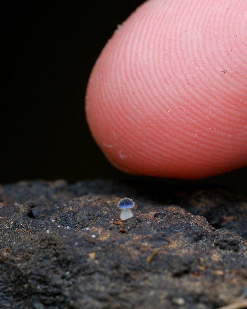 This tiny mushroom (possibly Mycena
subcyanocephala)

📸 chofungi