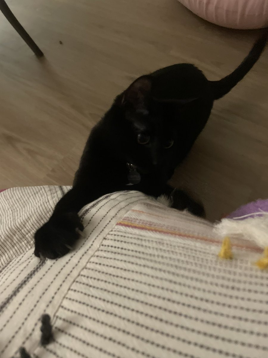 tmarieliss's tweet photo. this little man is what truly helps me on my worst nights and is there for me for my best days. truly have become the crazy cat lady and am obsessed with him but would have it no other way🐈‍⬛ https://t.co/aER4HrUpoz