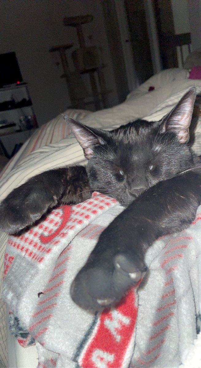 tmarieliss's tweet photo. this little man is what truly helps me on my worst nights and is there for me for my best days. truly have become the crazy cat lady and am obsessed with him but would have it no other way🐈‍⬛ https://t.co/aER4HrUpoz