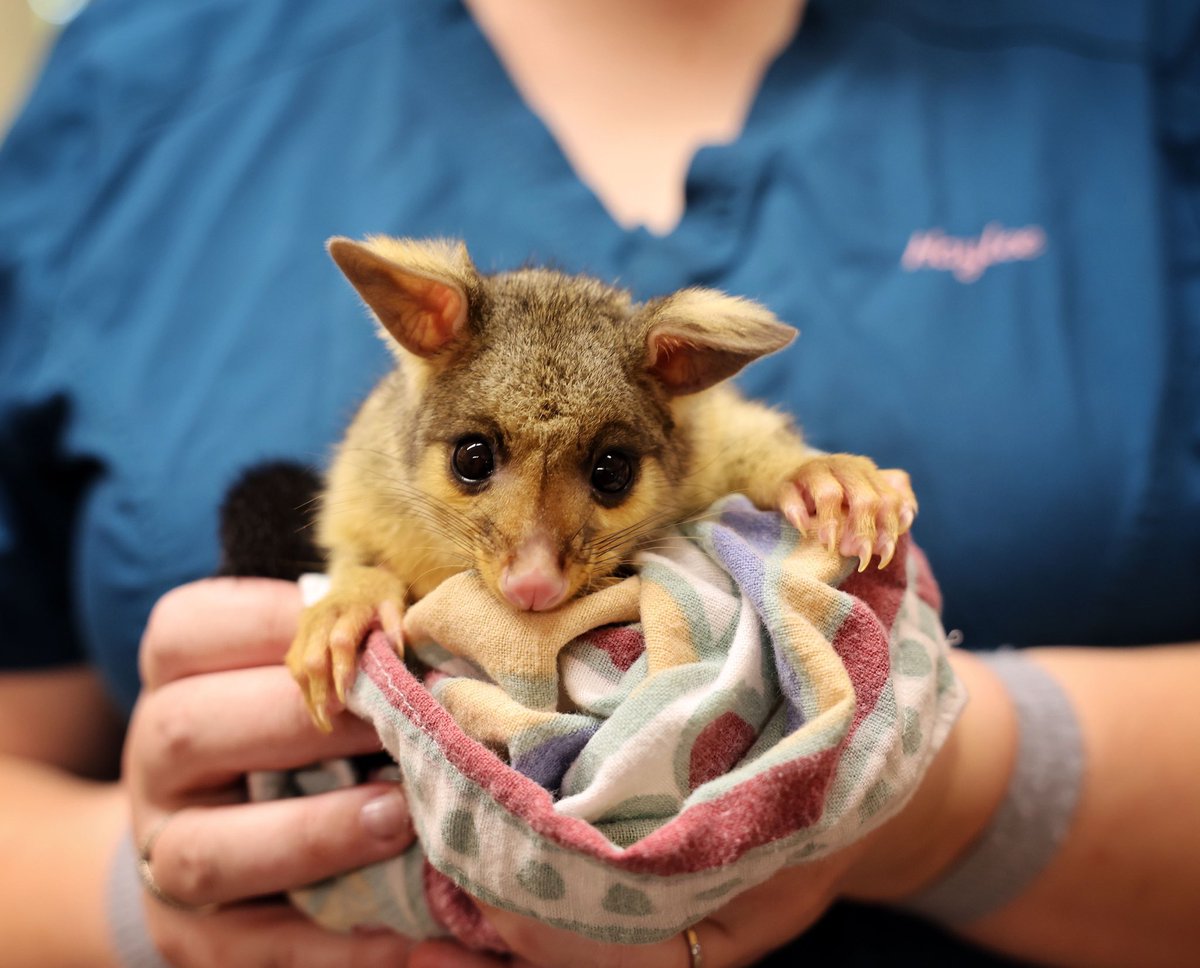 Meet Olive. She is a gorgeous little common brushtail possum. Olive fell from a tree and her mum was nowhere in sight. She is currently in care at the Wildlife Hospital’s nursery, receiving around the clock treatment and care from the expert vet team. We are sending many get well