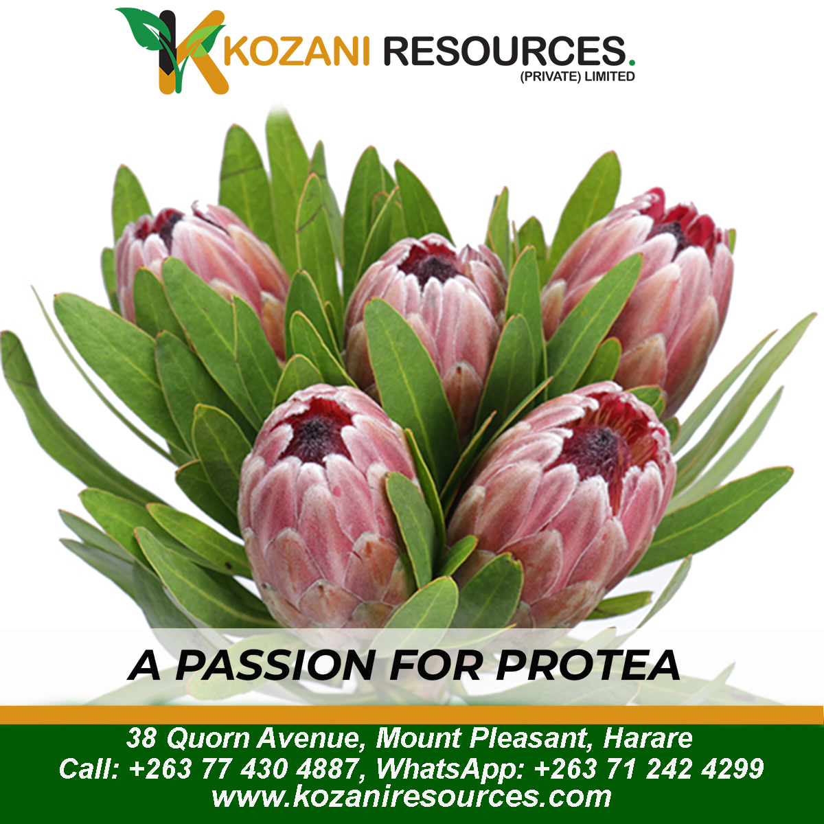 KozaniResources's tweet photo. The long-lasting flower that will brighten your home for weeks to come
Order yours now!! Call: +263 77 430 4887, WhatsApp: +263 71 242 4299
#proteaflower
#love https://t.co/wN6enZQFg2