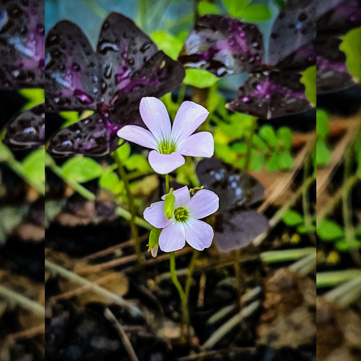 VVValderas's tweet photo. Purple Shamrock Blossoms

#flowers #flower #blossom #blossoms #tinyblooms #clover #shamrock #shamrocks #purpleshamrock https://t.co/nezhgbDPRB