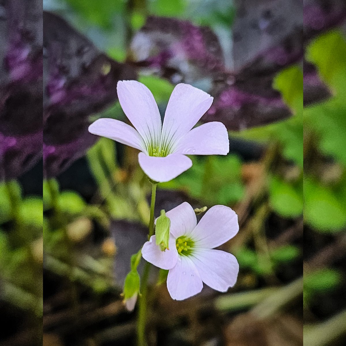 VVValderas's tweet photo. Purple Shamrock Blossoms

#flowers #flower #blossom #blossoms #tinyblooms #clover #shamrock #shamrocks #purpleshamrock https://t.co/nezhgbDPRB
