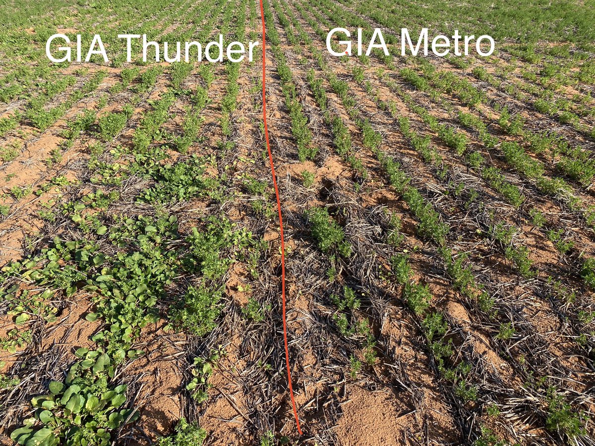 GIA Metro lentils with Metribuzin applied PSPE and in-crop is doing a good job so far on Spiny Emex. Metro plot also had Intercept applied. GIA Thunder plot with standard Diuron + Simazine IBS + Brodal in crop. Trifluralin applied to both. @JasonBrand @mmaterney67 @GRDCSouth