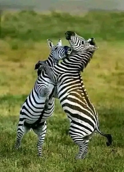 EAyfaro's tweet photo. አርባ ምንጭ ነጭ ሣር ብሔራዊ ፓርክ

የፓርኩ አጠቃላይ ስፋት 514 ስኩዌር ኪ.ሜ  ሲሆን አባያና ጫሞ ሐይቆች፣ አርባዎቹ ምንጮች፣ የአርባምንጭ የተፈጥሮ ደን ፣ የእግዜር ድልድይ ፣አዞ ገበያ በፓርኩ ክልል የሚገኙ የመስህብ ስፍራዎች ናቸዉ። https://t.co/kVWyDJD0Pj