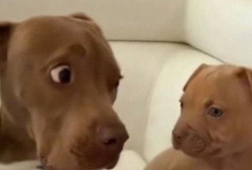 itsyange's tweet photo. Me interrogating Snapchat AI rn after its little whoopsie and it keeps gaslighting me #snapchat #snapchatai https://t.co/McYwac2fb5