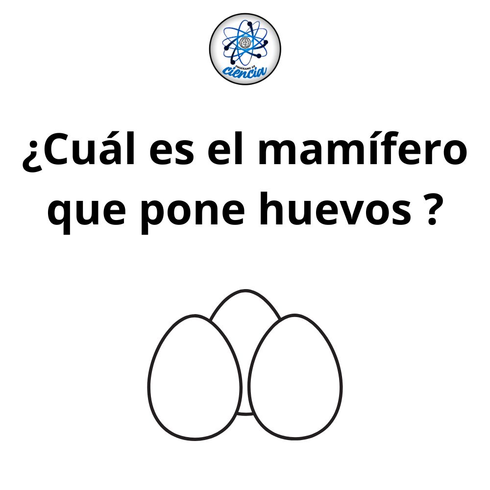 Rincón Curioso tweet media