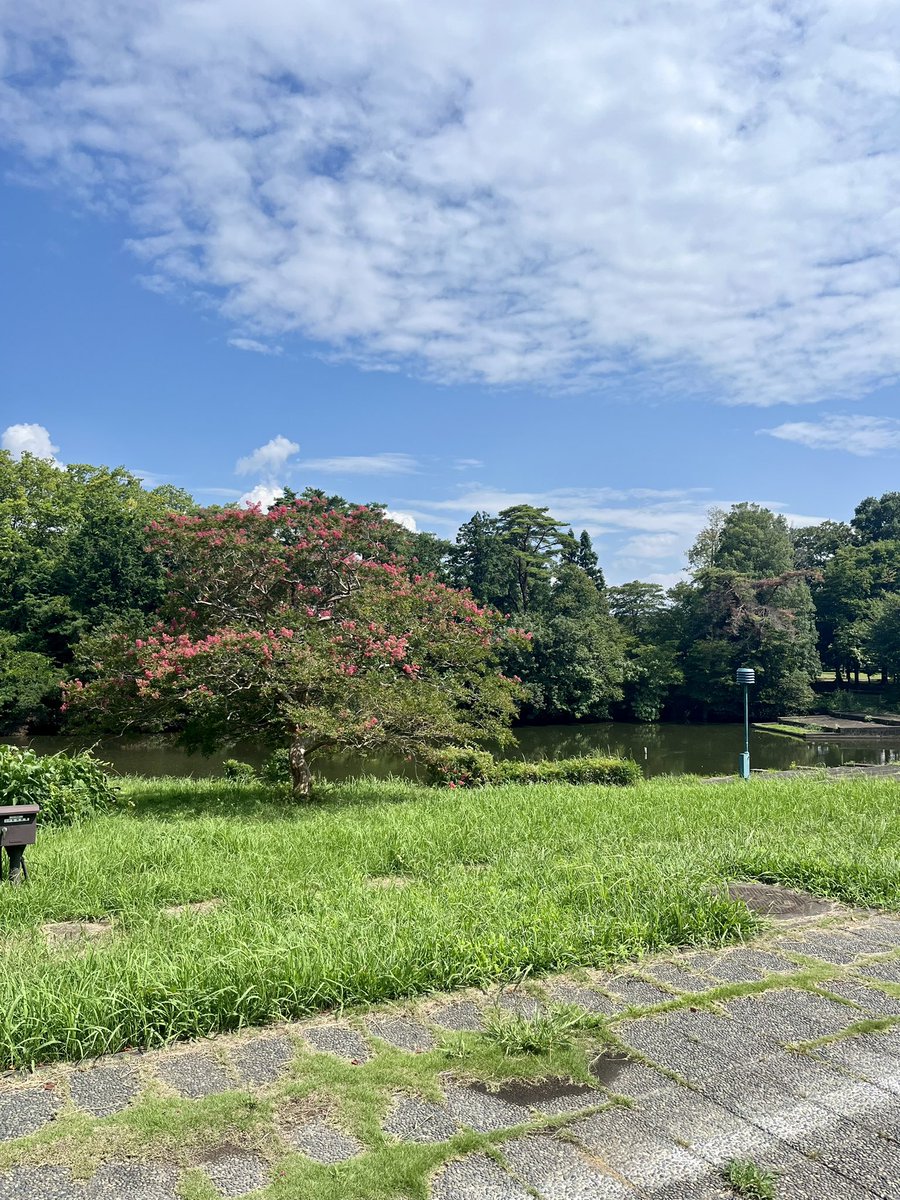 mistproject2023's tweet photo. 夏に咲くサルスベリのお花🌸
ピンク色が綺麗ですね！
筑波大学内の様々な所に咲いているので、見つけてみてください〜！ https://t.co/ZNMyoSOFOY