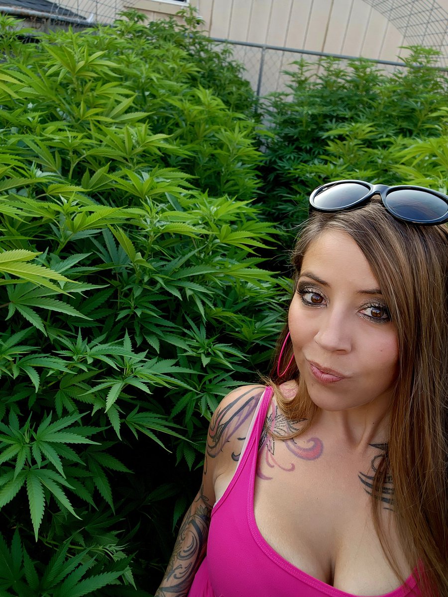 Pot girl shit...
#cannabiscommunity #cannababe #cannabisworld #cannaqueens #plants  #ganjagirl #cannabisculture #cannabislove #tattooedgirls #inkedgirls #gardening #garden #plantsmakepeoplehappy #cannabisculture #canna #weedgirl  #womenincannabis #outdoorgrow #homegrown