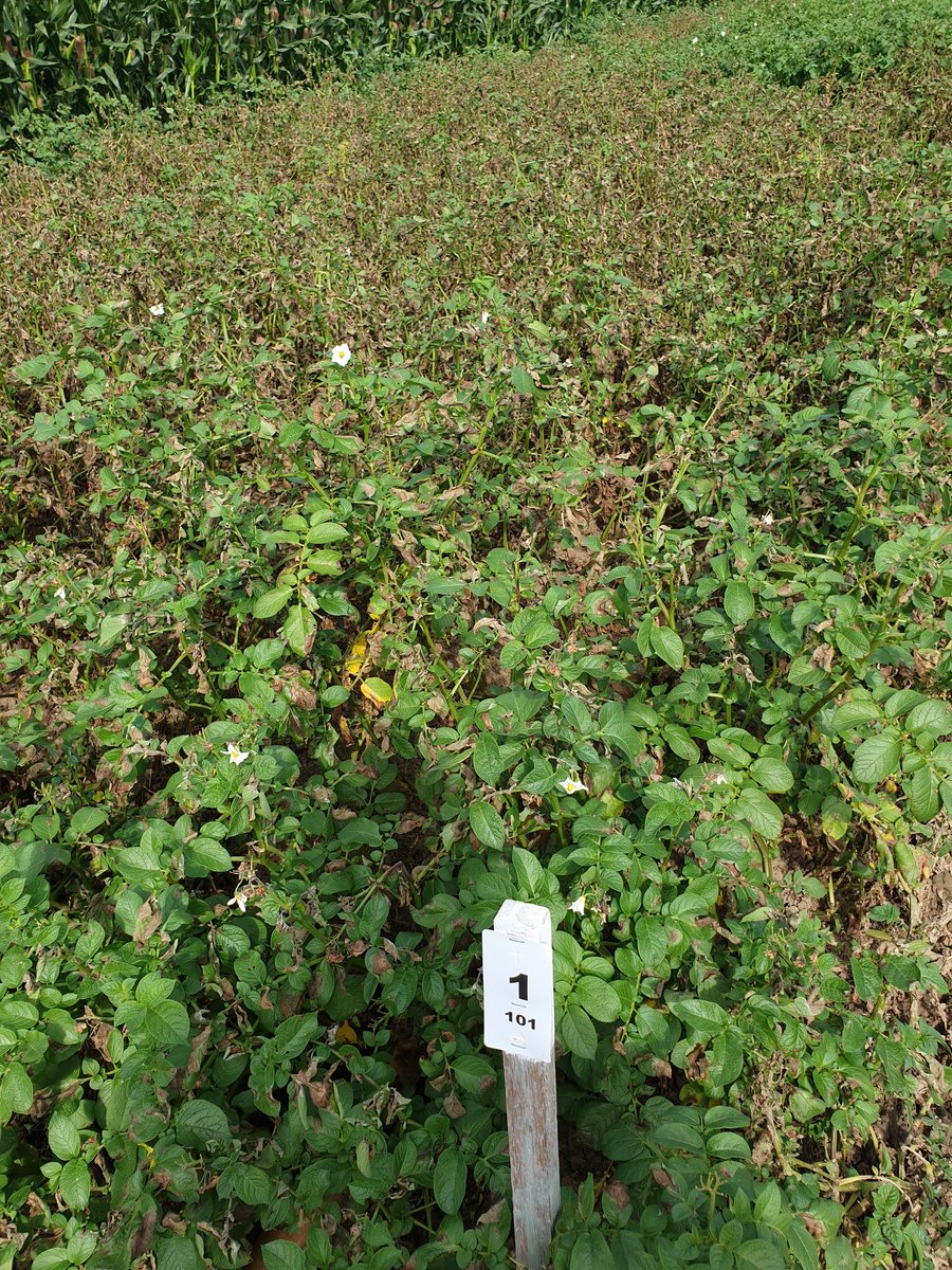 jegeersing's tweet photo. 1. Veel discussie over phytophthora op het moment en resistente rassen. Toch even een voorbeeld van wat er kan. Links een vatbaar ras, rechts #CAMMEO van #geersingPotatoSpecialist Dit is een proef waarin beide rassen onbehandeld naast elkaar liggen. https://t.co/nVEfrlziCO