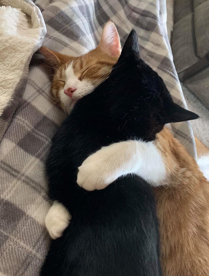 Love cat 😘
#Messi #SaraSara_配信開始 #القبول_الموحد #كورونا #كورونا #ஐயோஅம்மா_கொல்றாங்க #14AugustBlackDay #AcrossTheSpiderVerse #sexy #japan  #telegream #btc #eth #cat