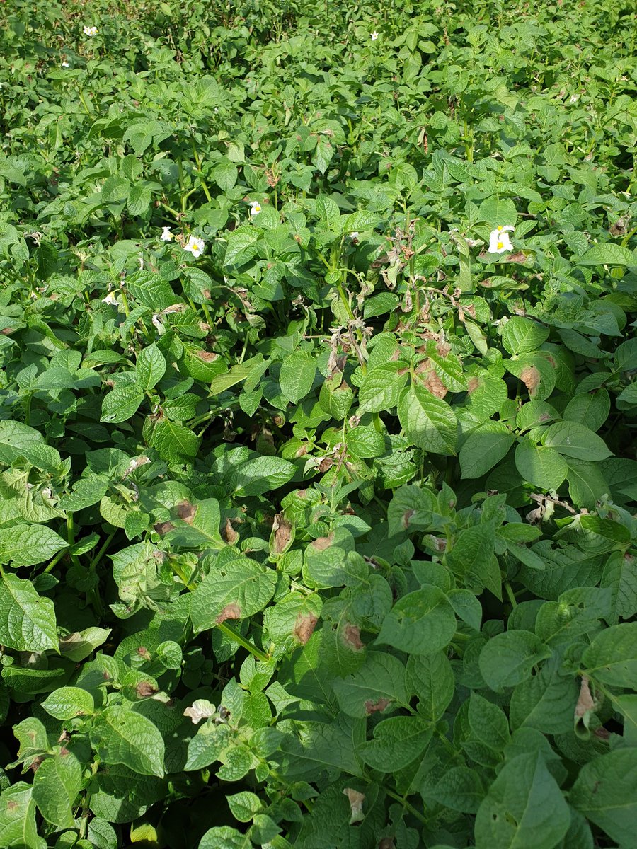 jegeersing's tweet photo. 3. Nog een vergelijk. Hou de onbehandelde  #CAMMEO van @geersingPotato #Specialist even in gedachten en hieronder opnieuw het vatbare ras, in dezelfde proef, met zwaarst denkbare schema met gewasbescherming. In dat schema zelfs al wat aantasting en in #CAMMEO niet. https://t.co/gaUWloJT1D