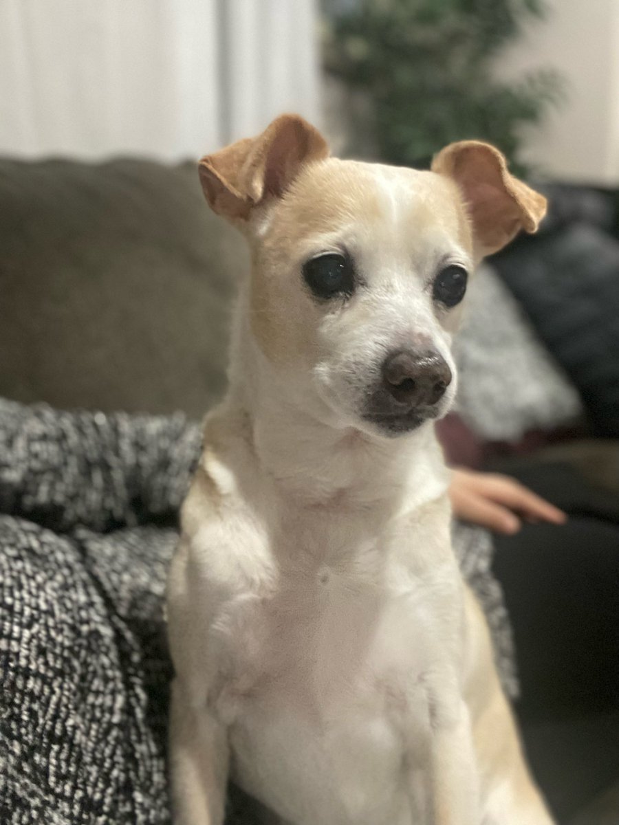 RobPrazolam's tweet photo. All Dogs Go To Heaven! 💔 https://t.co/50ws4myBOp