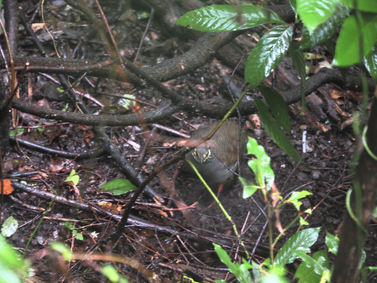 taiwanbirdguide's tweet image. Found a pair of #TaiwanPartridge under heavy rain 🌧️🌧️🌧️

#TaiwanBirdGuide #bird #Birdwatching #birdtour #TaiwanEndemicSpecies #birdtour #Taiwan
