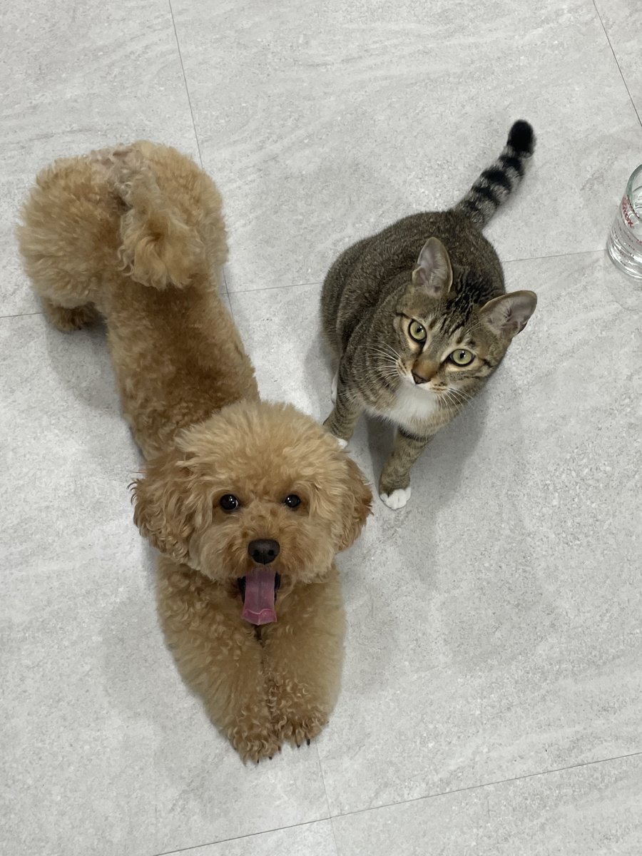 두깨🐶매기🐱 tweet media