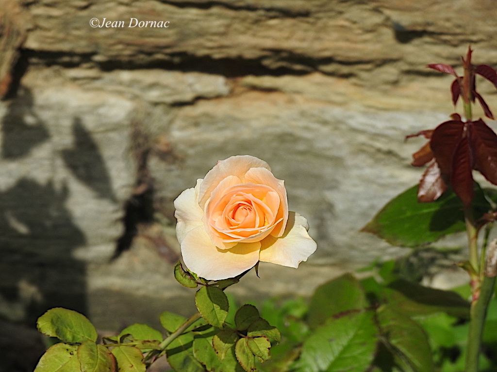 JeanDornac's tweet photo. Comment un poète, si petit soit-il, pourrait ne pas être profondément touché par la beauté féminine des roses ?... #poète #petit #pourrait #profondément #touché #beauté #féminine #roses #parc #médiathèque #Lannion #CôteArmor #Bretagne #France https://t.co/SThc8Stqy4
