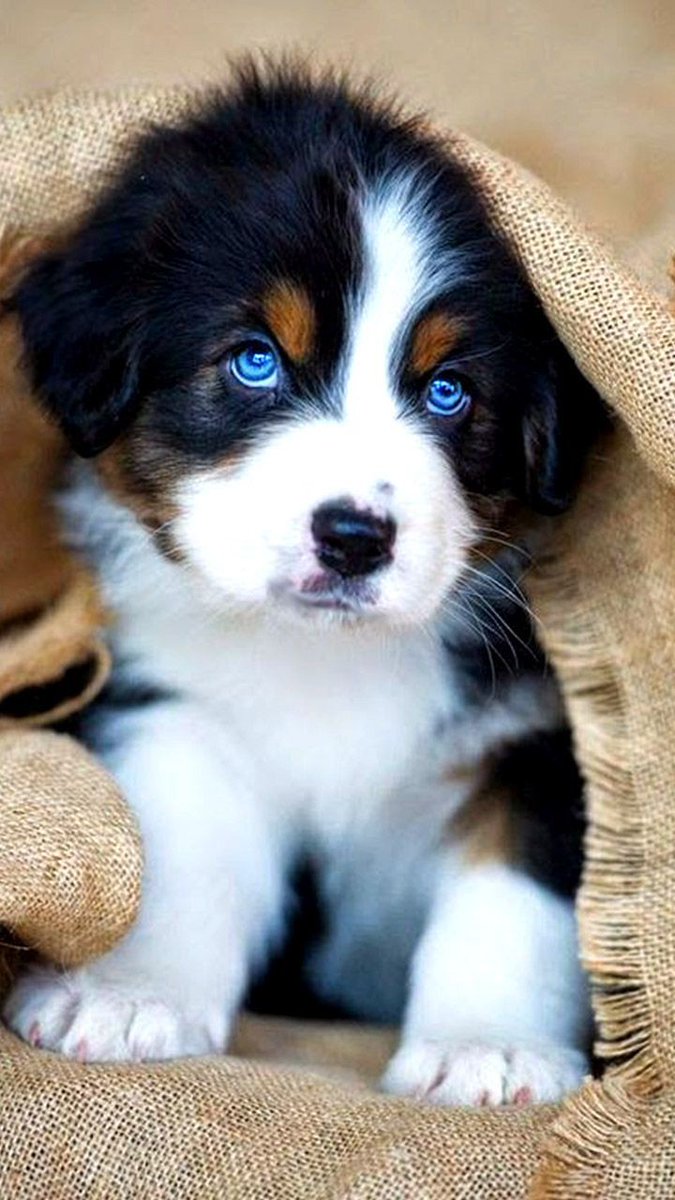 coffeewithdog's tweet photo. So cute ❤️
#dog https://t.co/OSD8lM1rrX