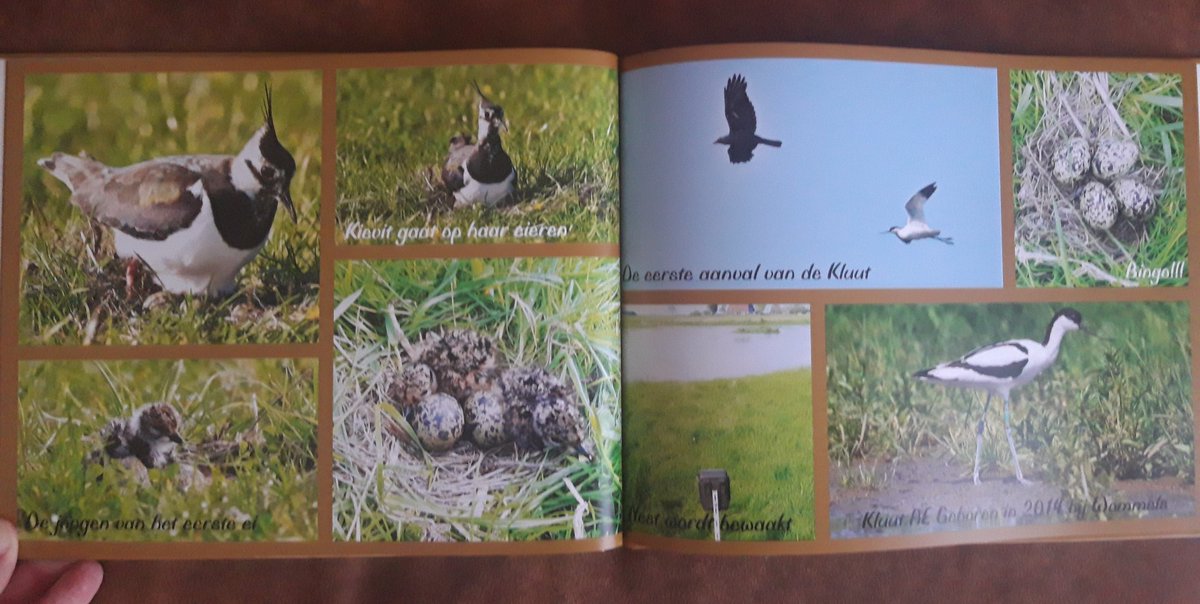 firefigter17's tweet image. Het mooiste en beste weidevogelseizoen sinds ik vogelwachter ben (aanstelling in 2000) gebundeld in een fotoboek. Weinig predatie en veel vliegvlugge vogels, met dank aan goed predatiebeheer en actieve veehouders met een hart voor de vogels. Kortom een top jaar!