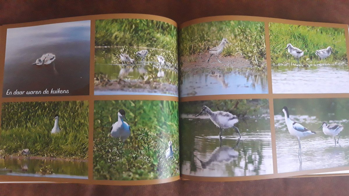 firefigter17's tweet image. Het mooiste en beste weidevogelseizoen sinds ik vogelwachter ben (aanstelling in 2000) gebundeld in een fotoboek. Weinig predatie en veel vliegvlugge vogels, met dank aan goed predatiebeheer en actieve veehouders met een hart voor de vogels. Kortom een top jaar!